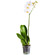 White Phalaenopsis orchid in a pot. China
