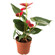 Anthurium plant in a pot. China